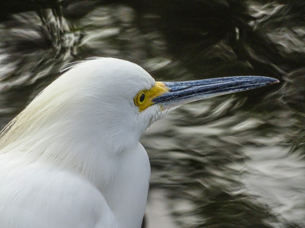 Snowy Egret, Shark Valley, Everglades NP