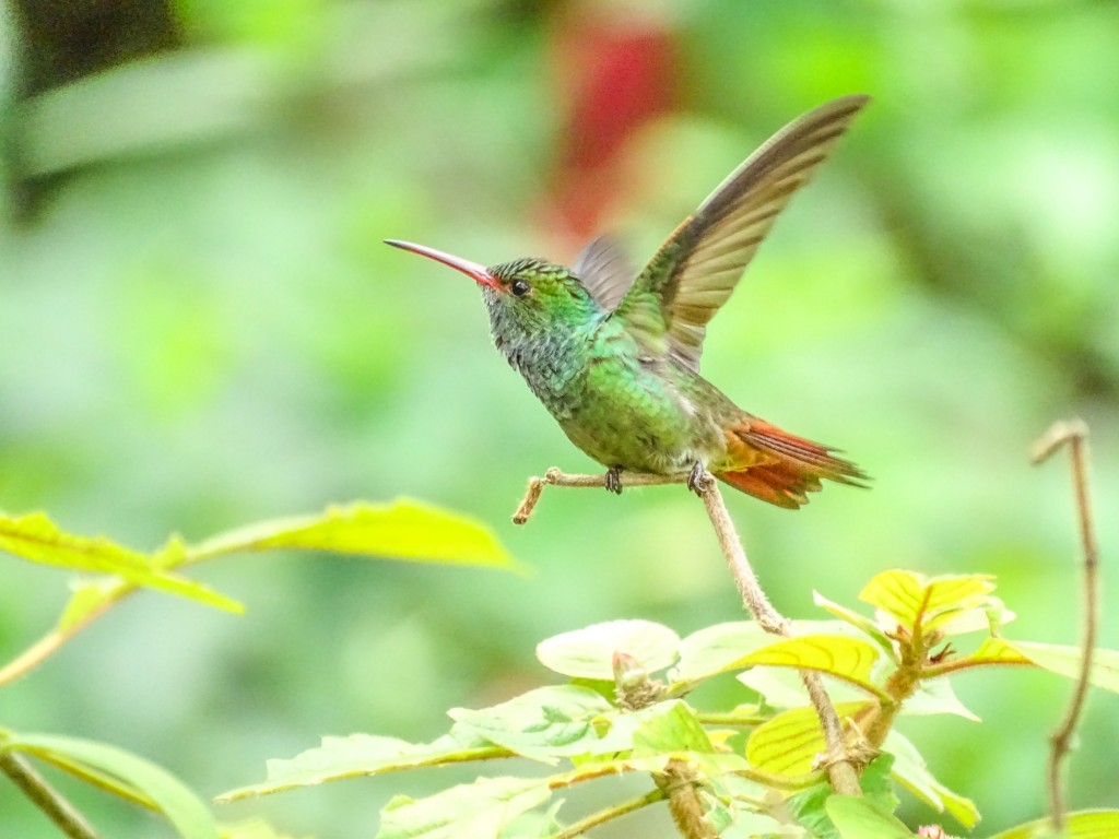 Rufous-tailed Hummingbird, Rio Santiago, Lodge at Pico Bonito, Honduras