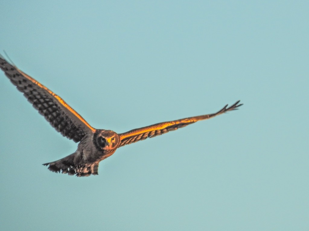 Northern Harrier. Focus on birds coming head on is the most difficult of all.