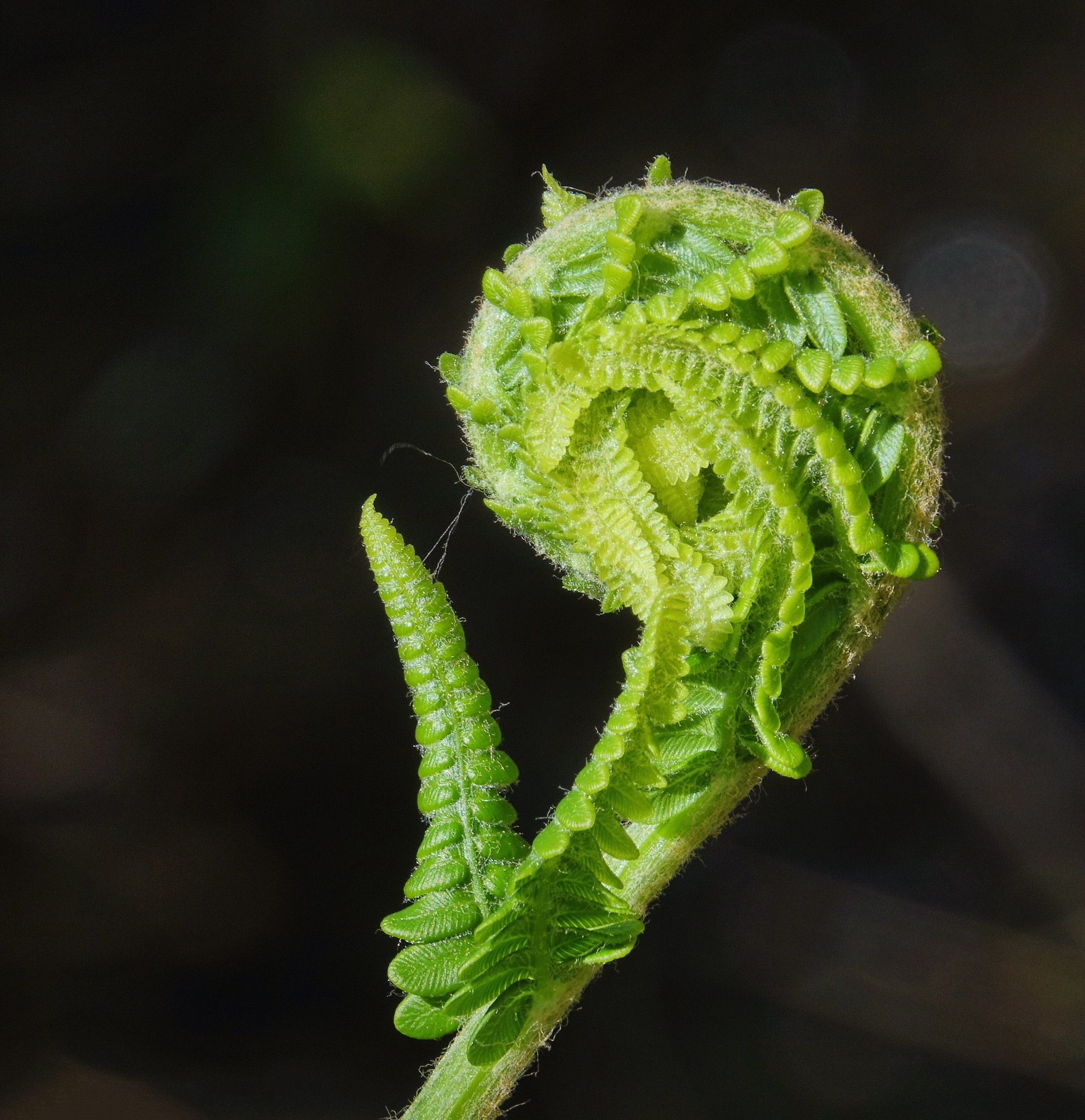 Fiddlehead Pic for Today