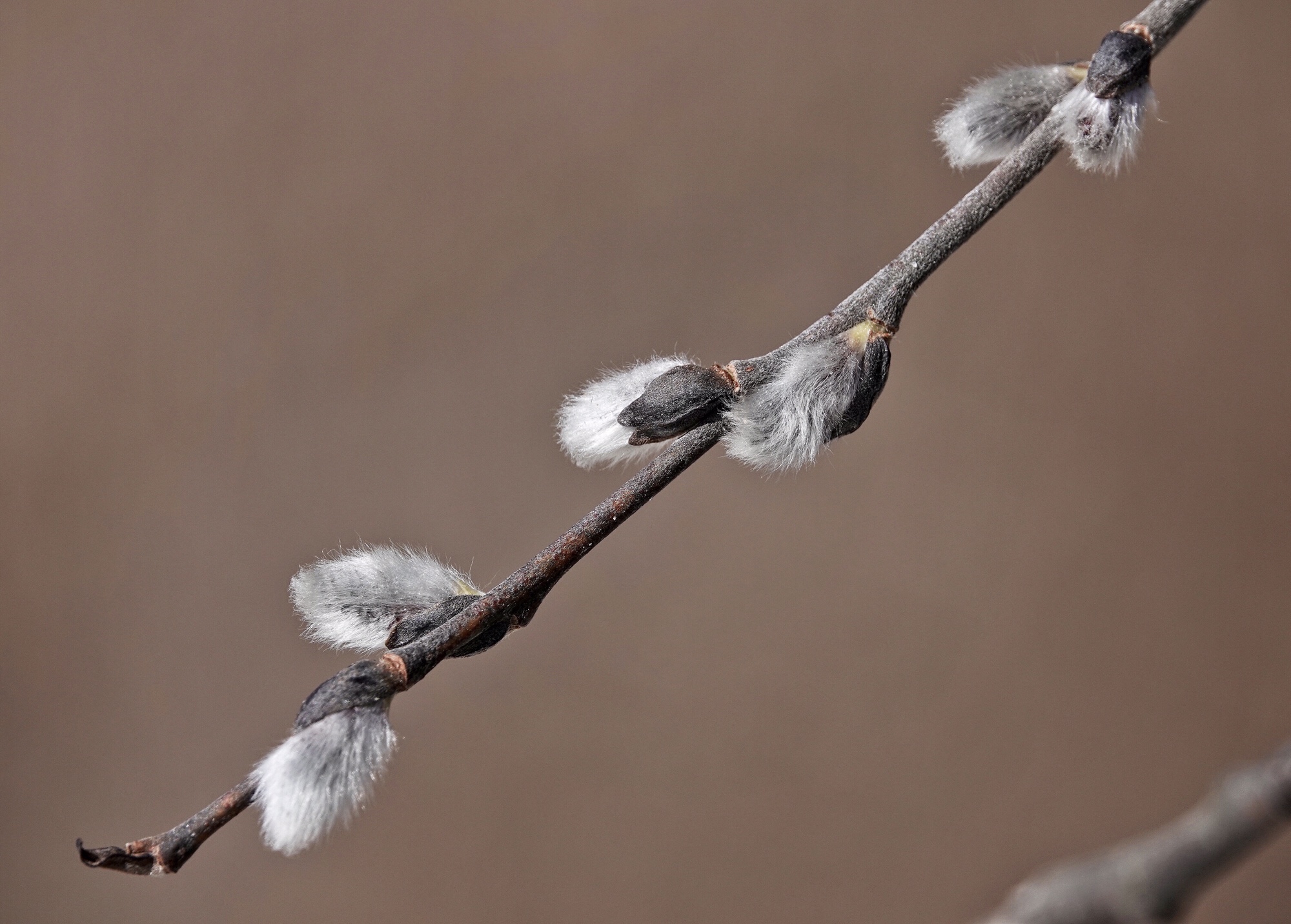 Realistinen Squirt kukko