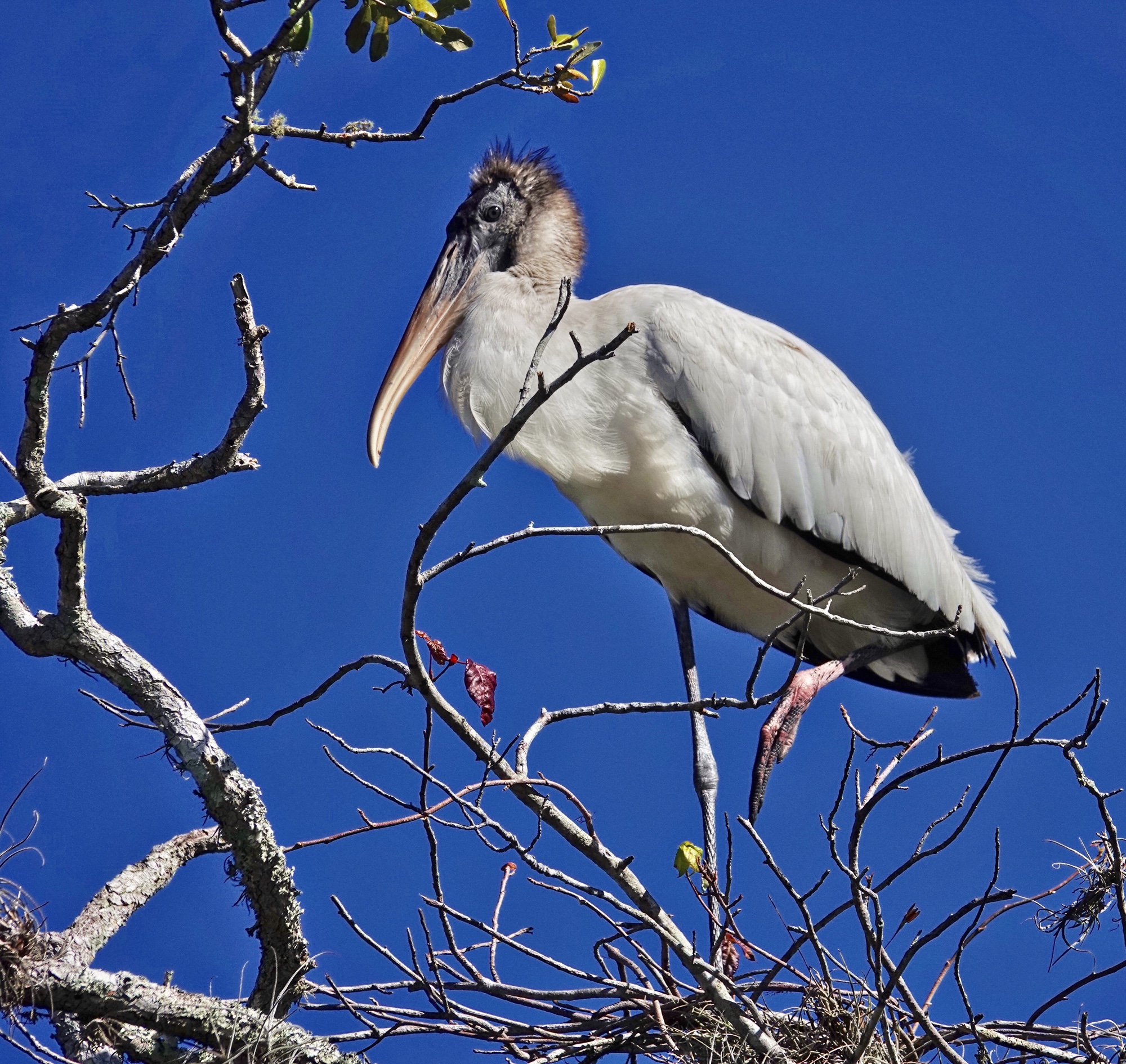 Wood Stork in a tree Pic for Today