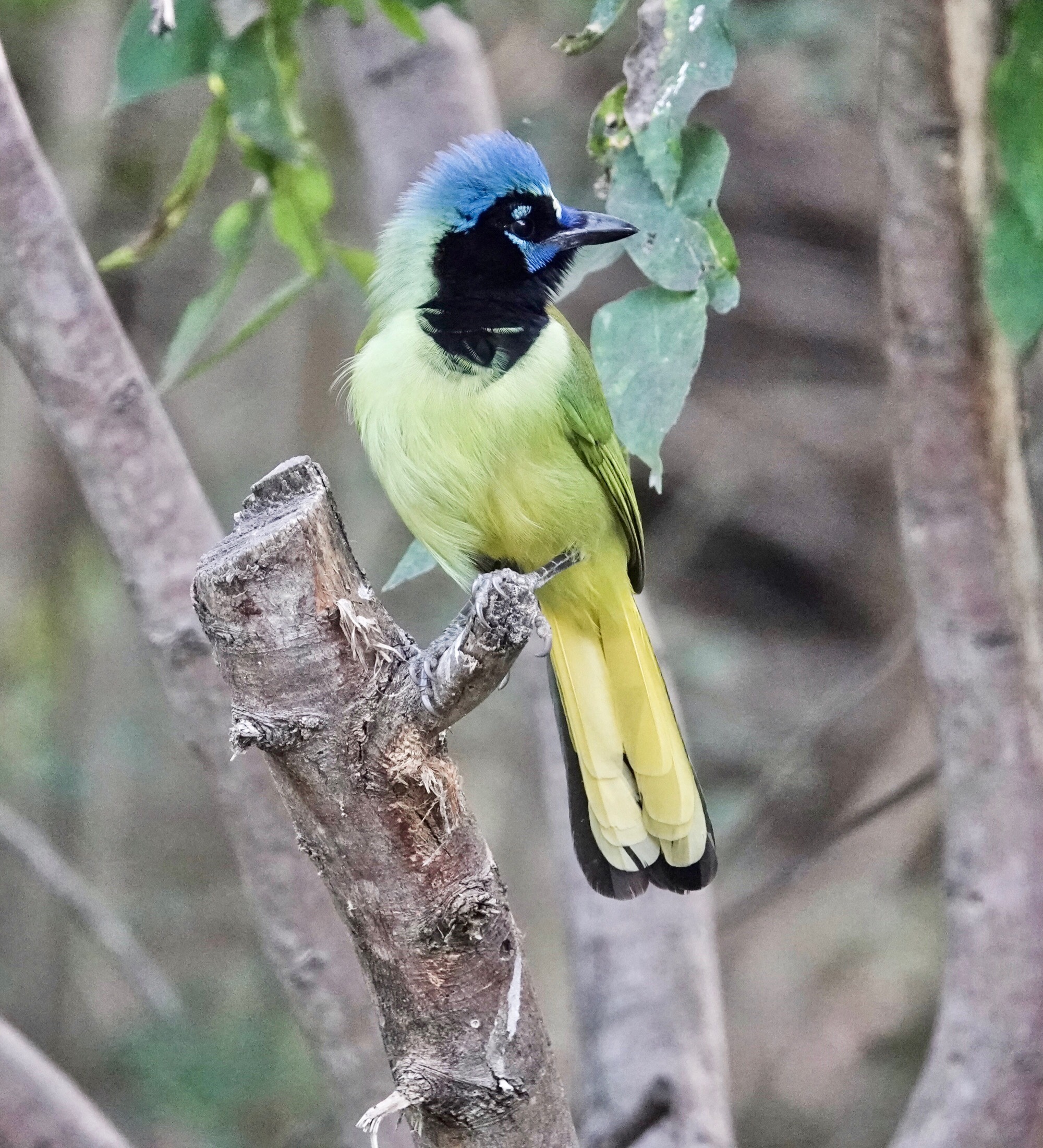 Green Jay We Must Be In The Rio Grande Valley Pic For Today