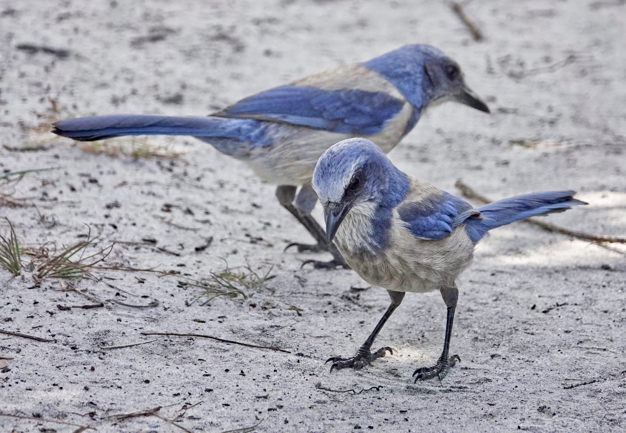 Florida Scrub Jay Pic for Today