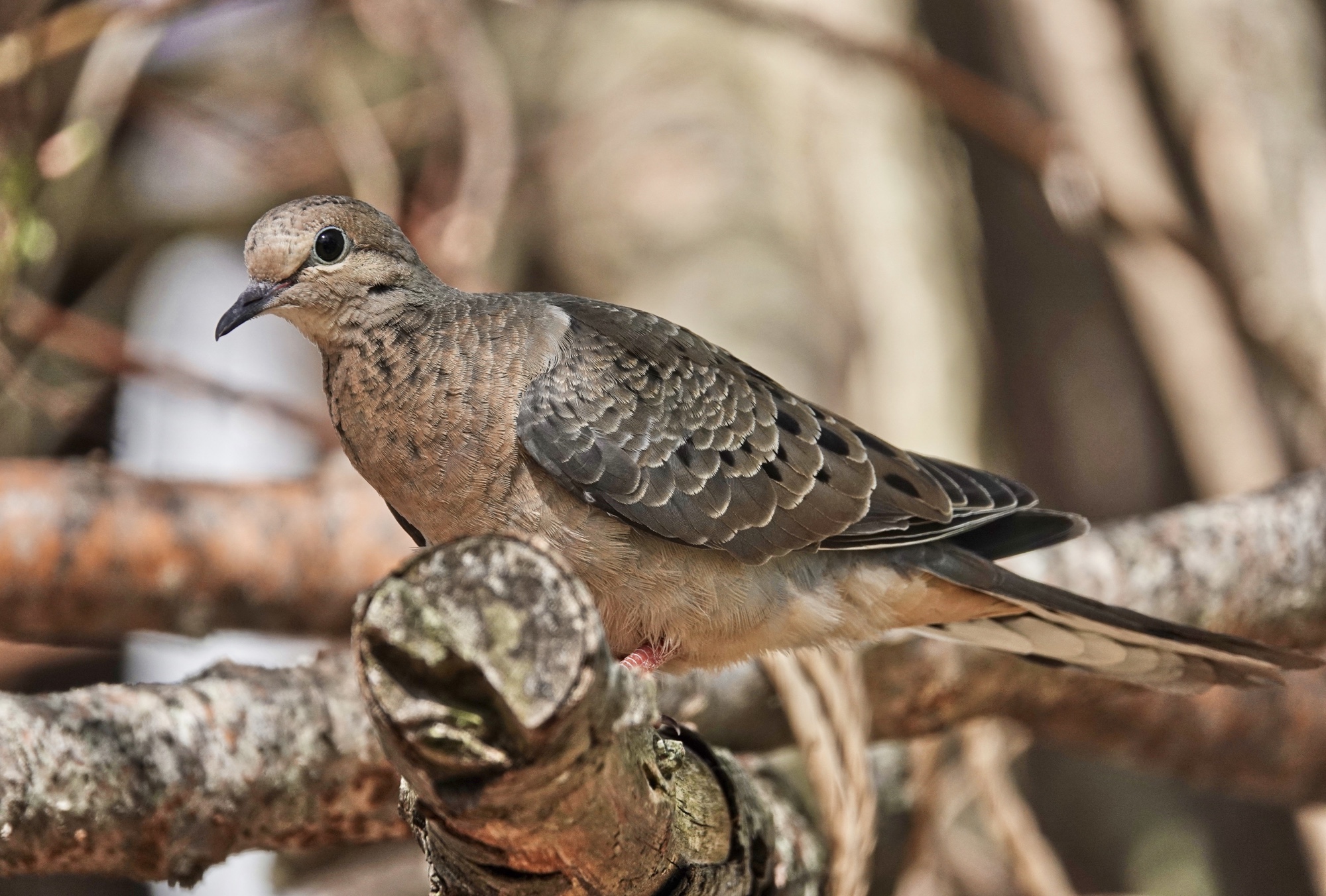 Mourning Dove Pic for Today
