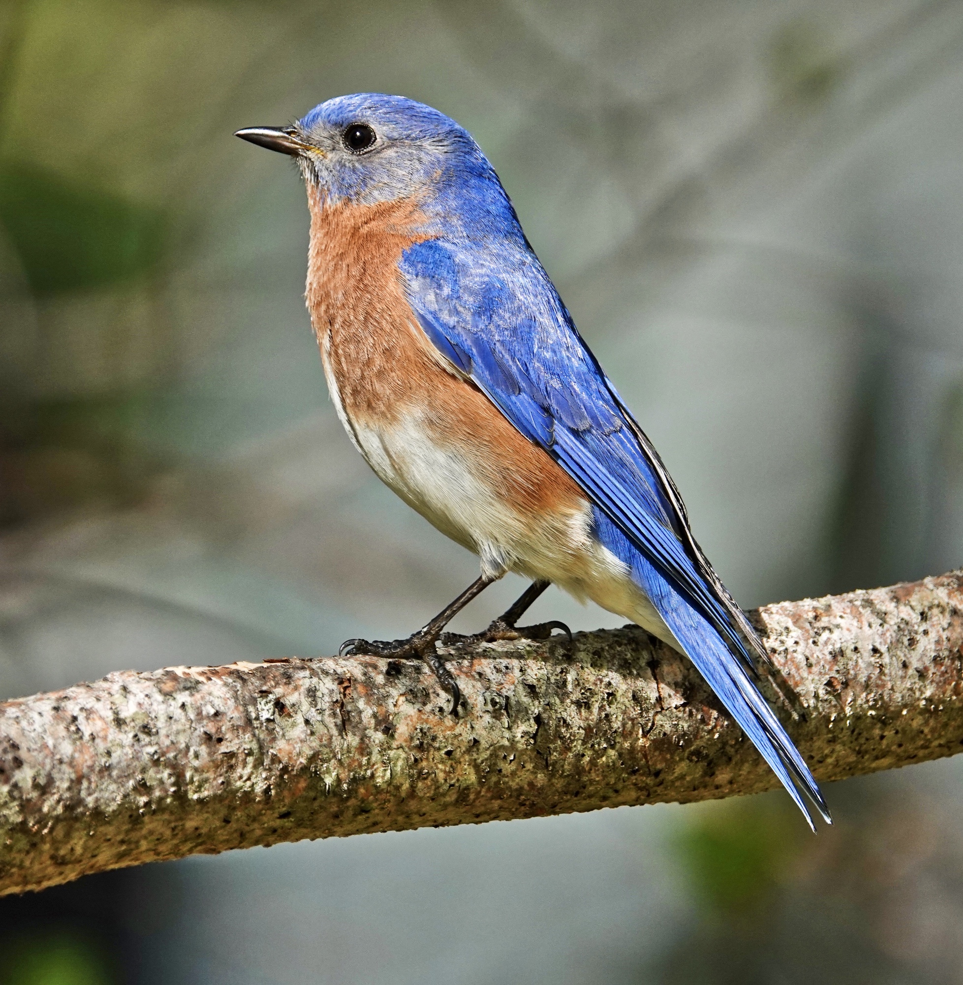 Eastern Bluebird Portrait Pic For Today