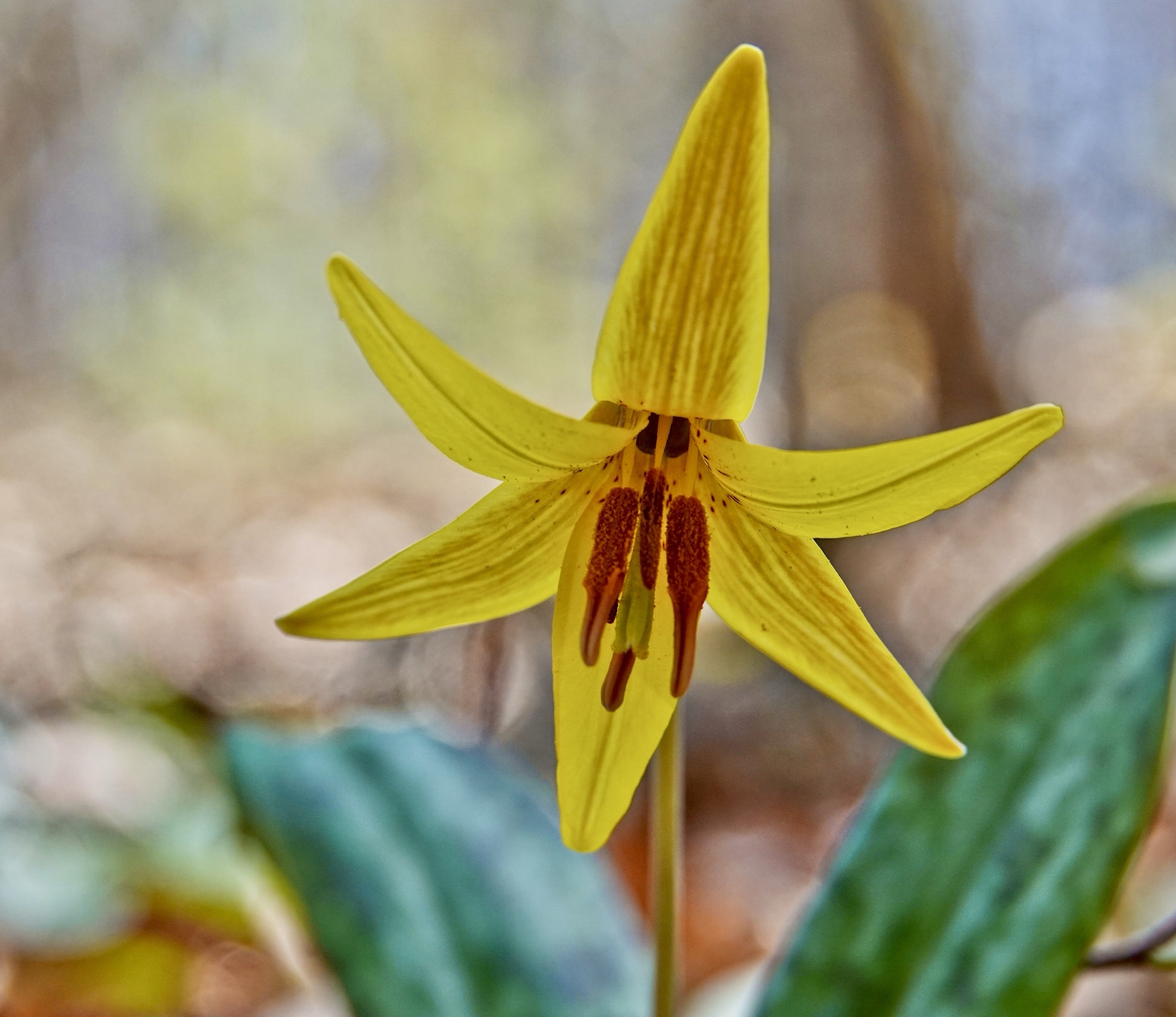 Trout Lily / Adder’s Tongue Pic for Today