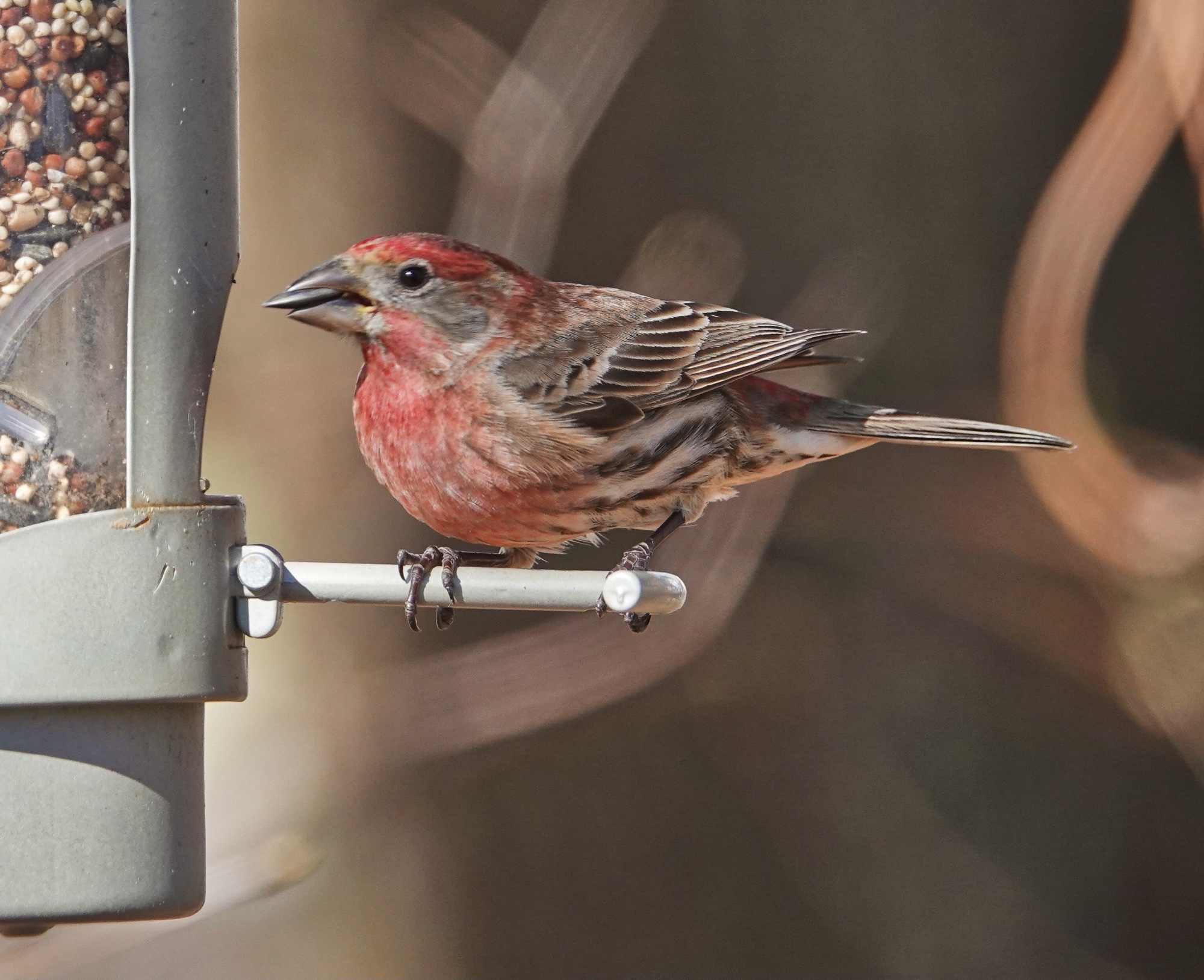 House Finch – Pic for Today