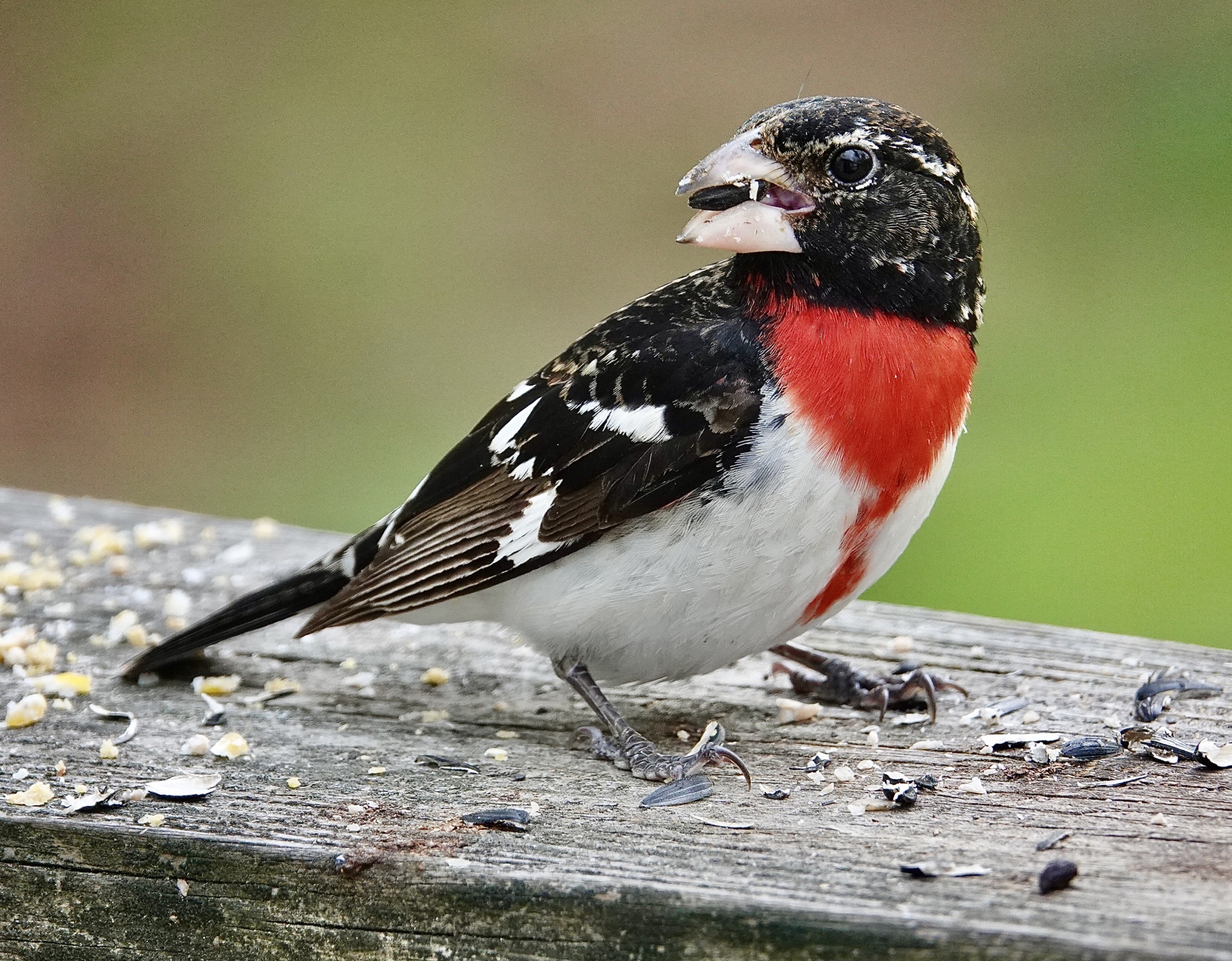Rose-breasted Grosbeak (male) – Pic for Today