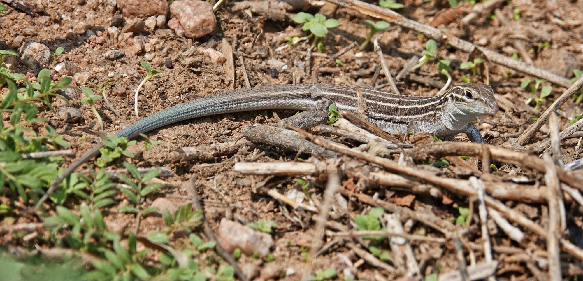 Santa Fe Lizards – Pic for Today