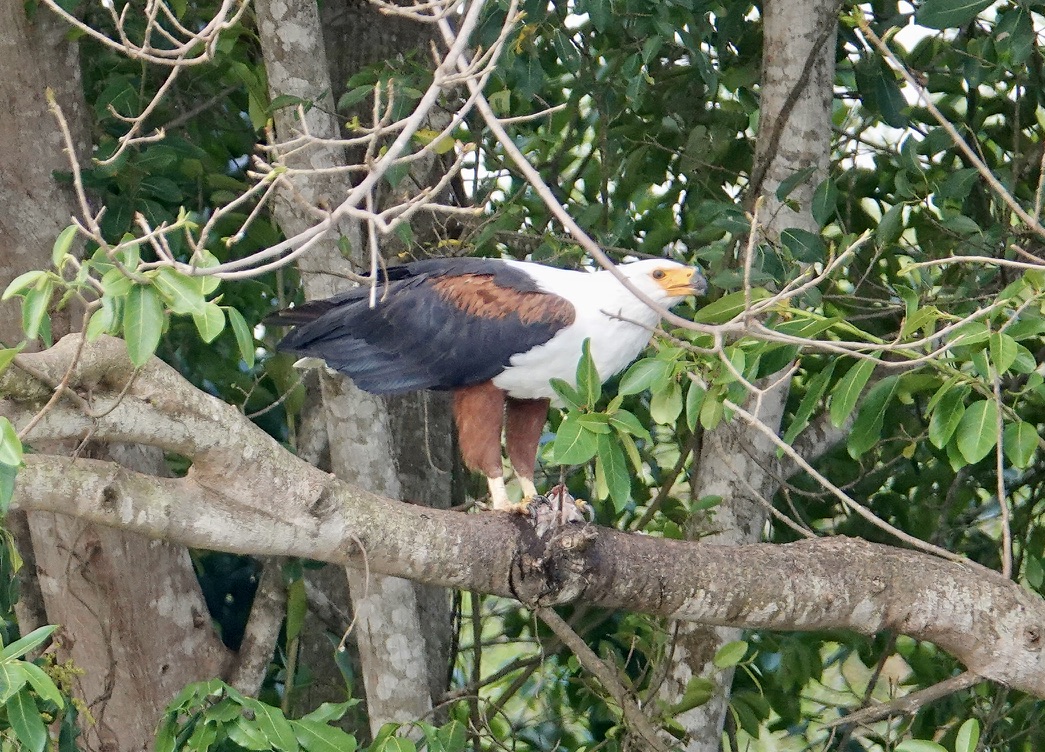 african-fish-eagle-nest