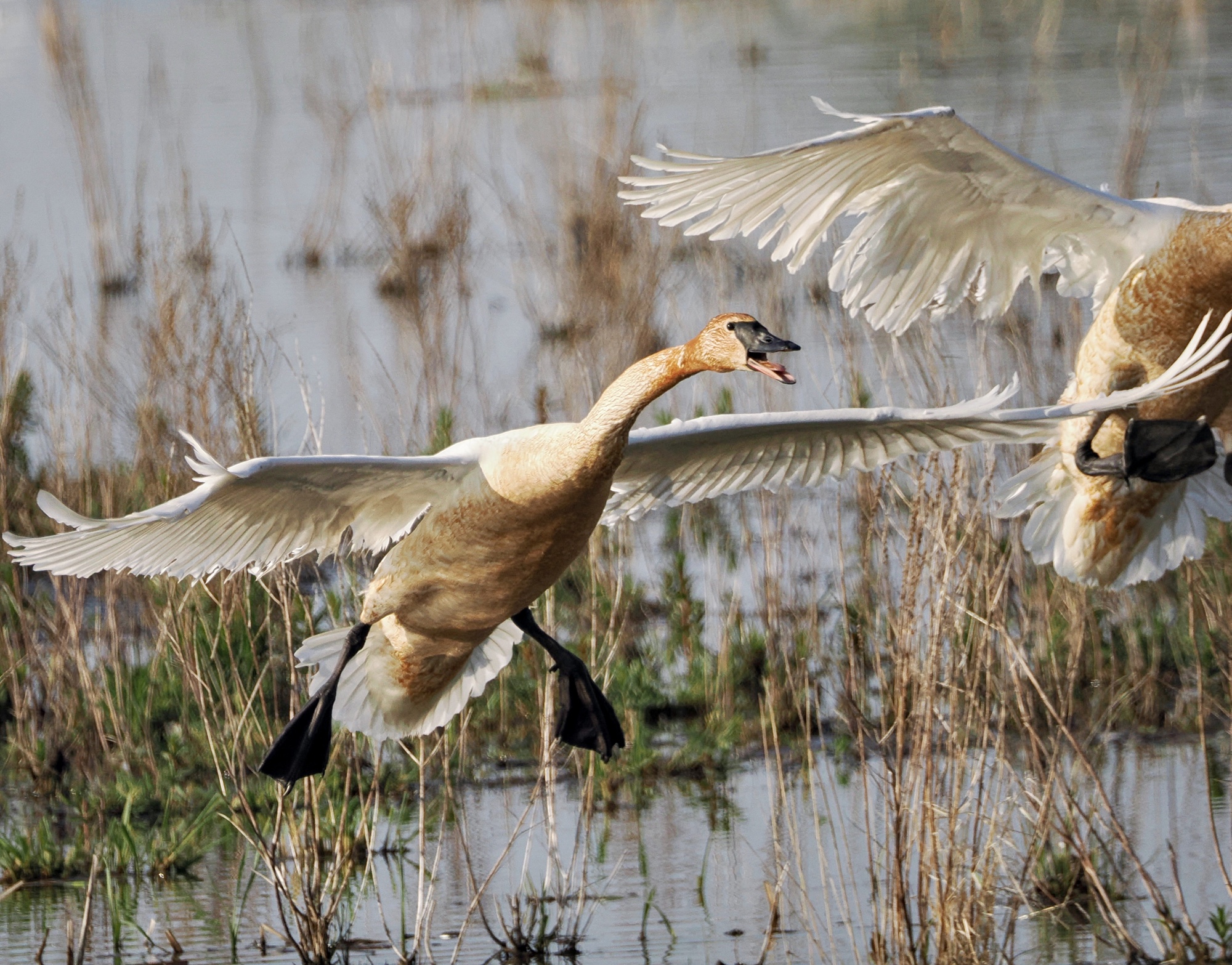 Biggest Week in American Birding! Landing! Pic for Today