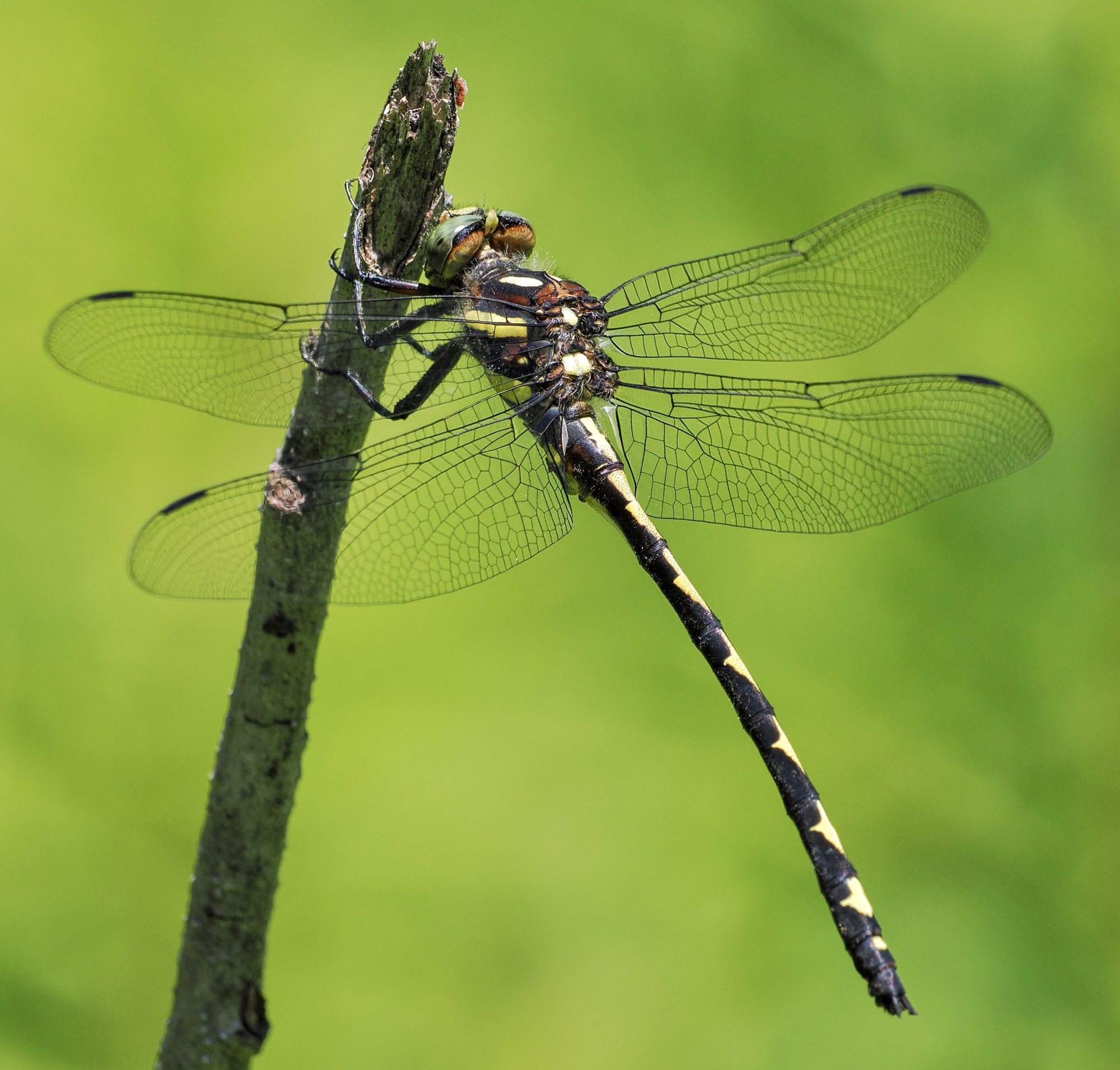 Maine Arrowhead Spiketail Pic For Today maine-arrowhead-spiketail-pic-for-today