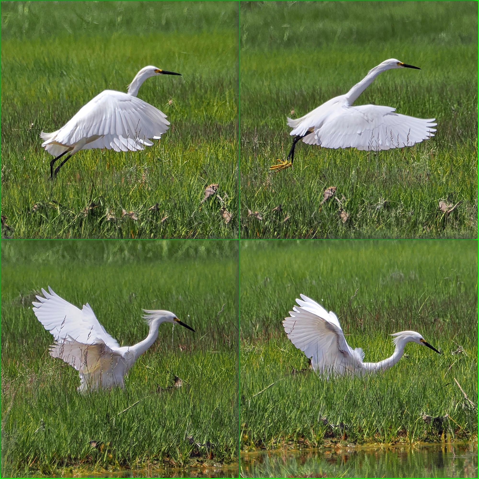 maine-snowy-egret-pic-for-today