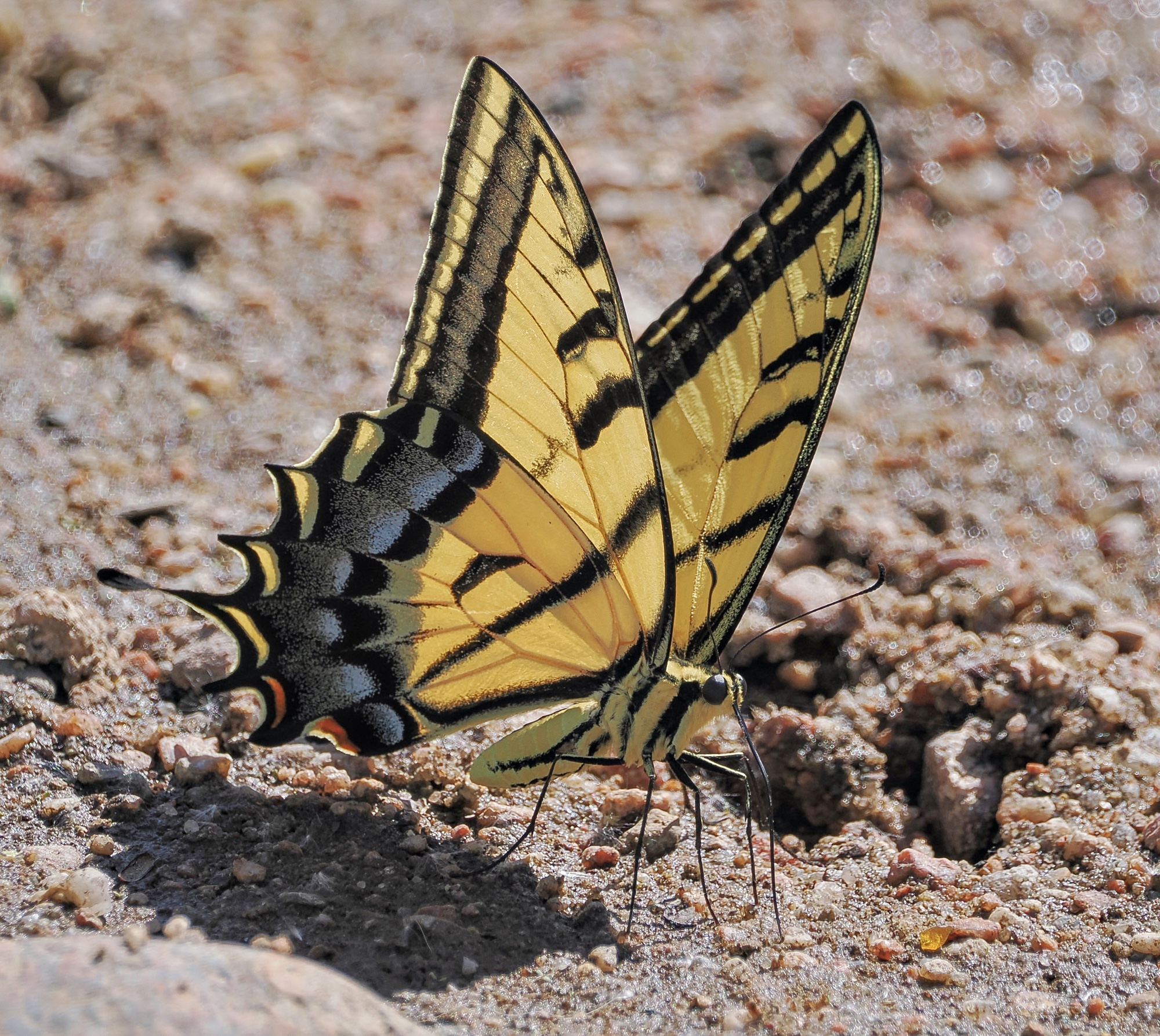 New Mexico! Western Tiger Swallowtail – Pic for Today