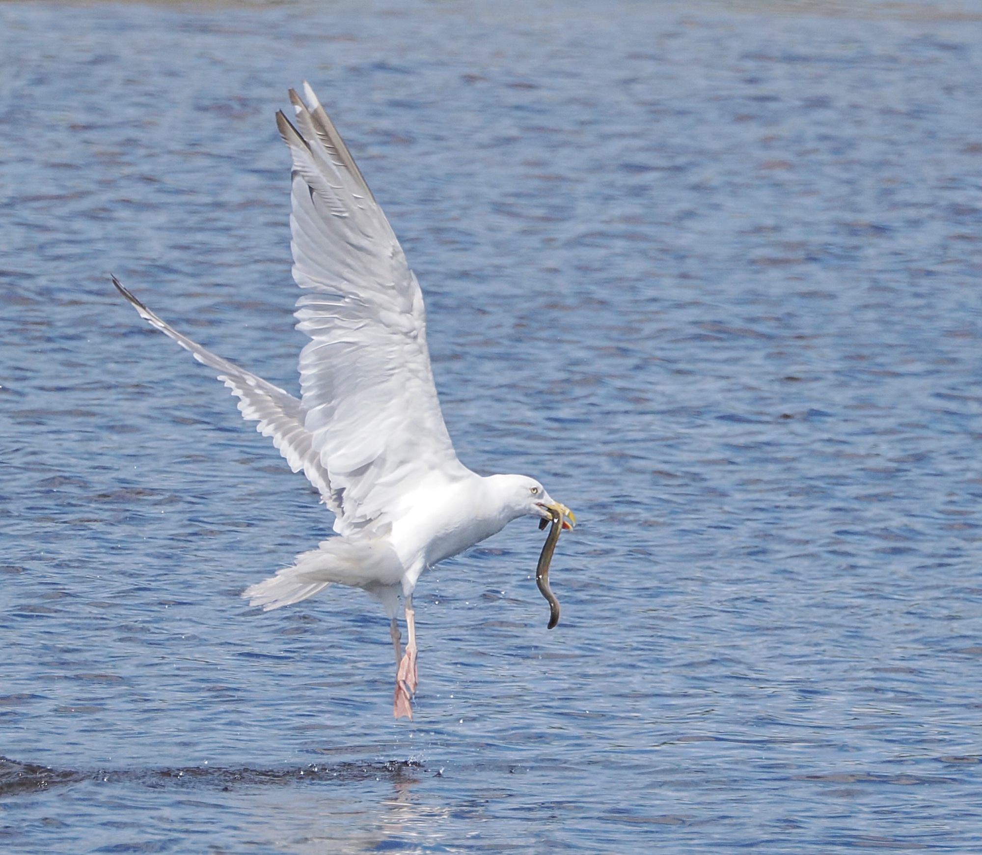 Maine! Herring Gull catches eel Pic for Today