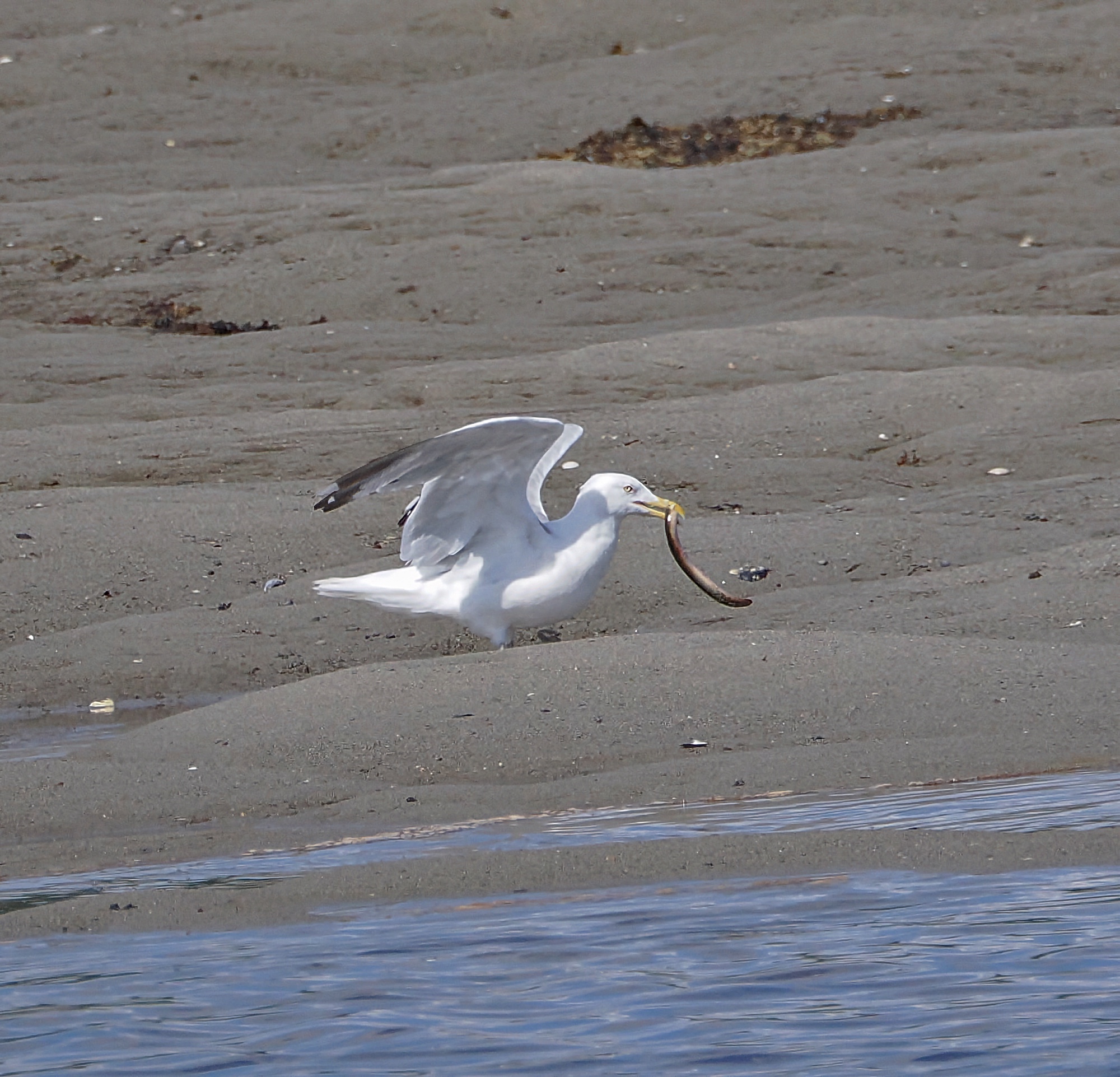 Maine! Herring Gull catches eel Pic for Today