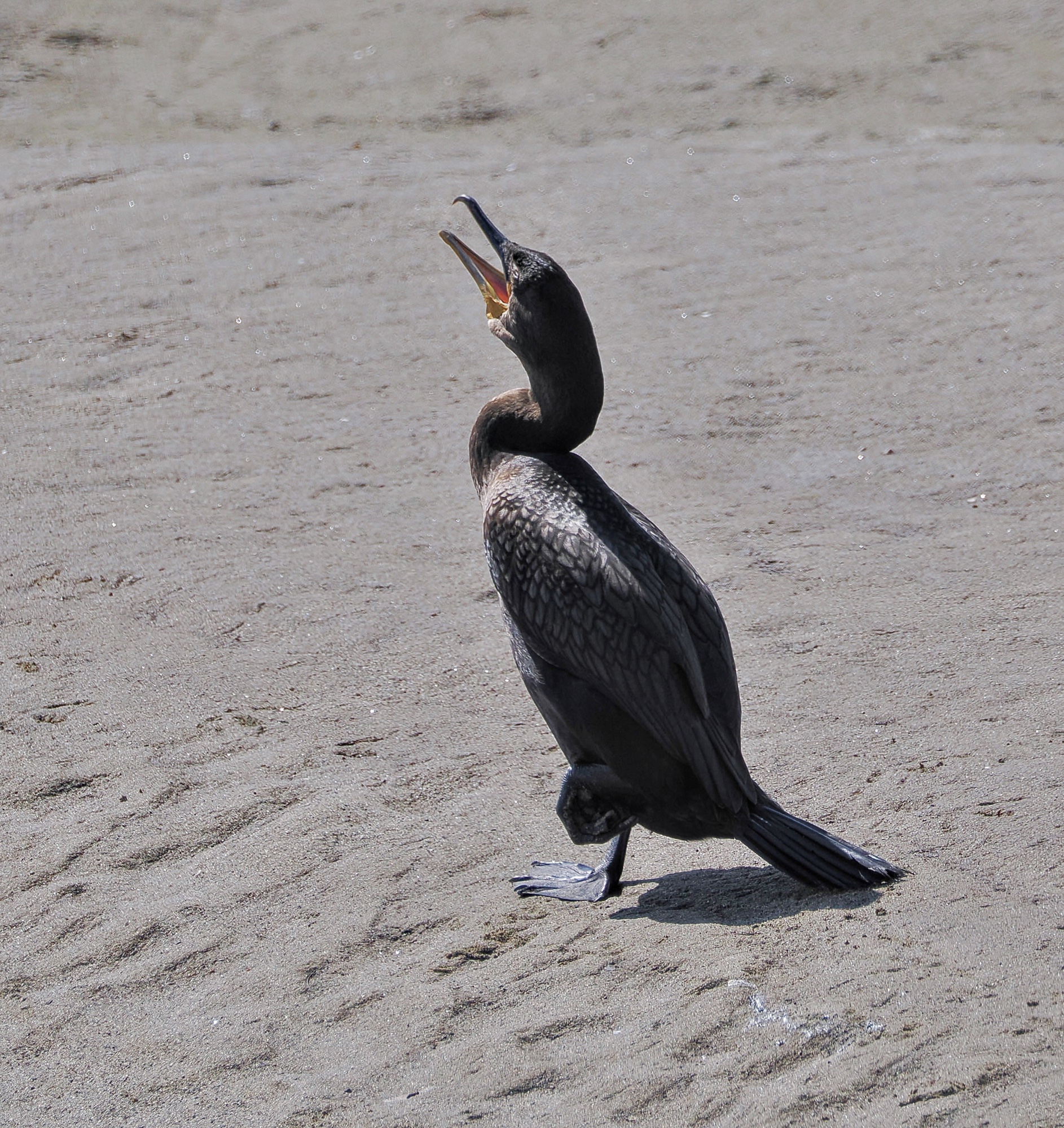Maine! Handsome Cormorant Pic for Today