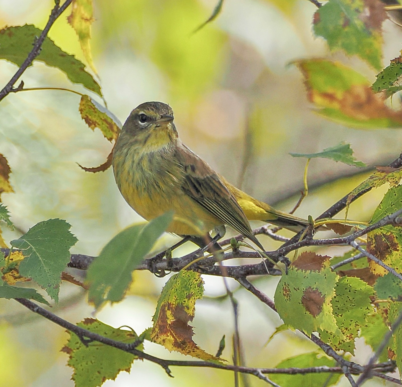 maine-palm-warblers-pic-for-today