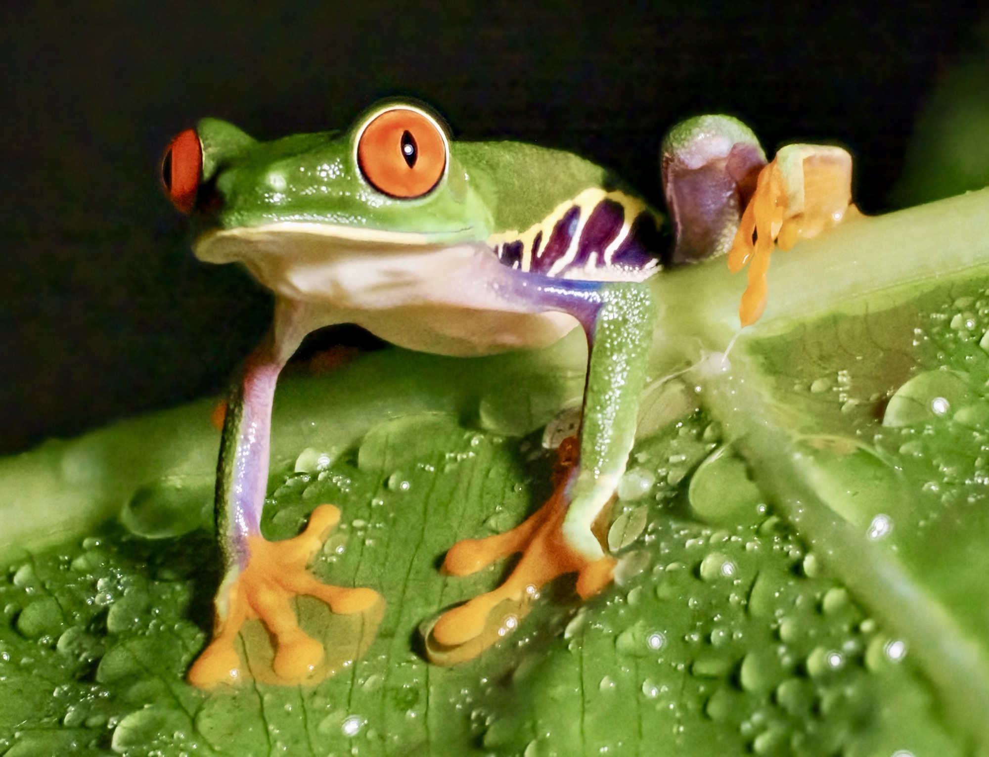 Stack A Frog Costa Rica! Focus stacked frog – Pic for Today