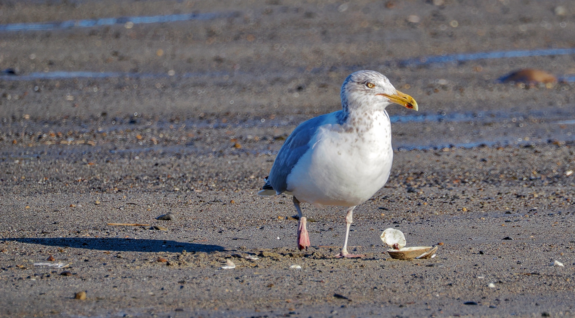 Maine! Herring Gull with a prize Pic for Today
