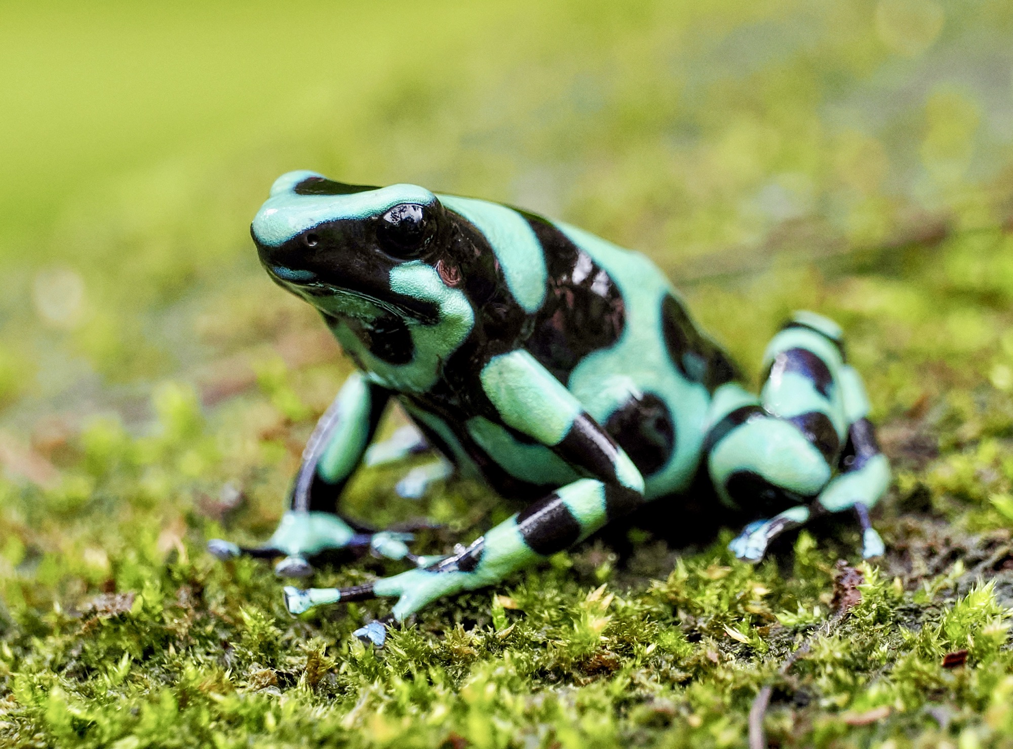 Costa Rica! Green and Black – Pic for Today