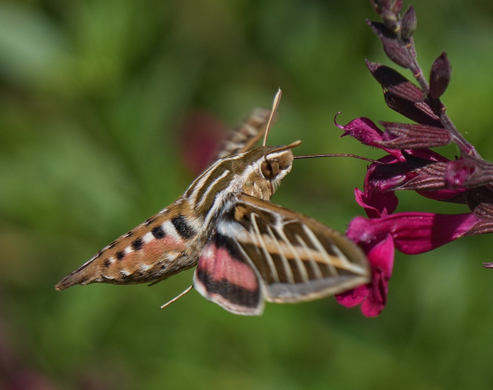 New Mexico! Hummingbird Moth – Pic for Today