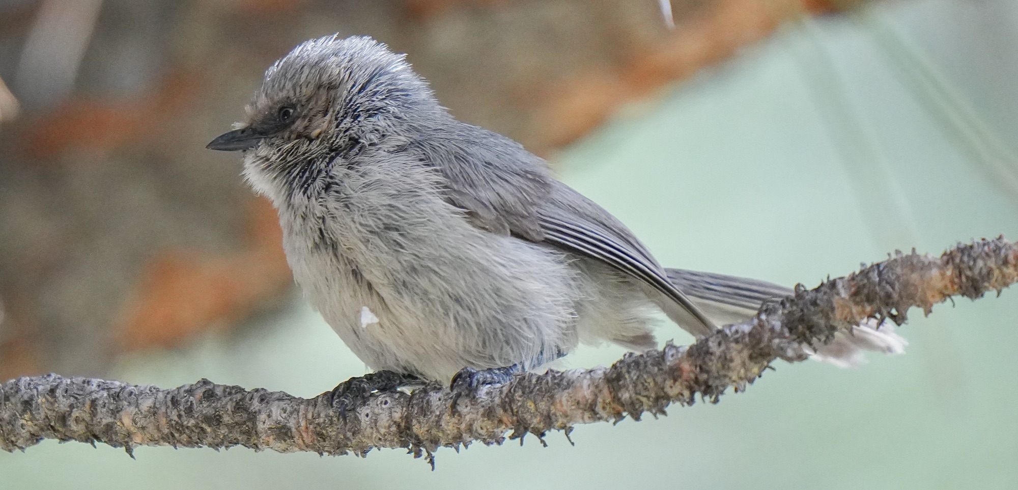 Colorado! Bushtits – Pic for Today