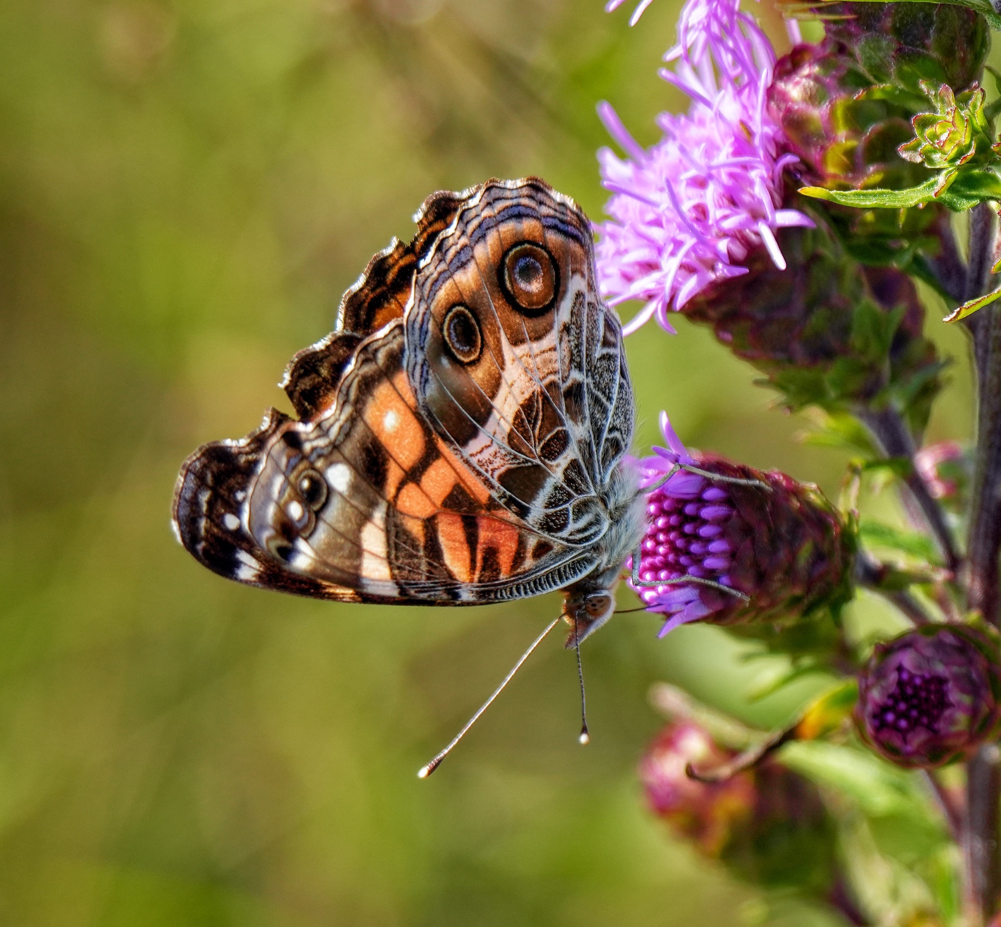 dsc01665-1.jpg