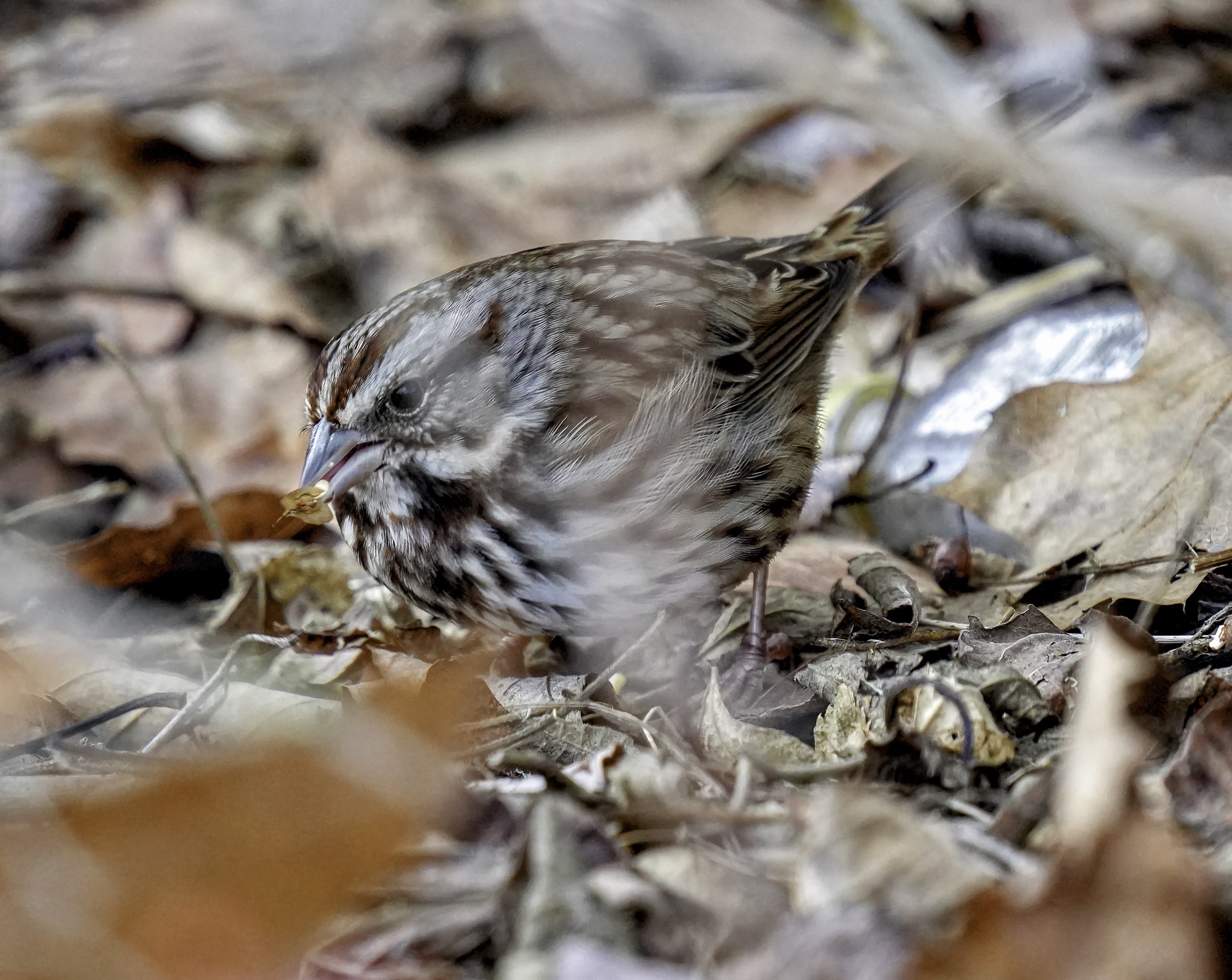 Maine! Skulking Sparrow – Pic for Today
