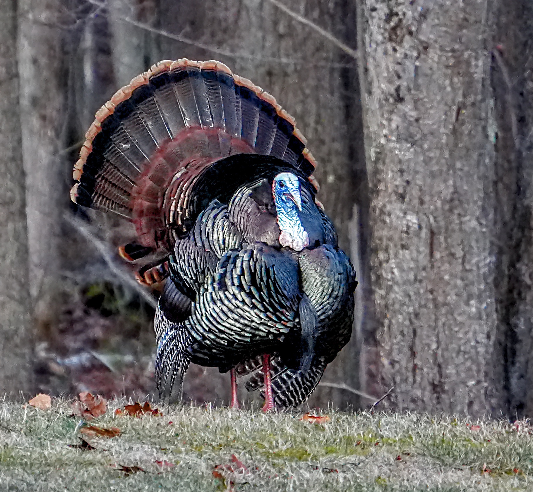 Turkey Before Turkey before sunup – Pic for Today