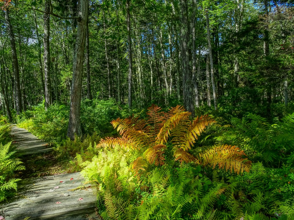 The cathedral forest effect. Another candidate for HDR.  