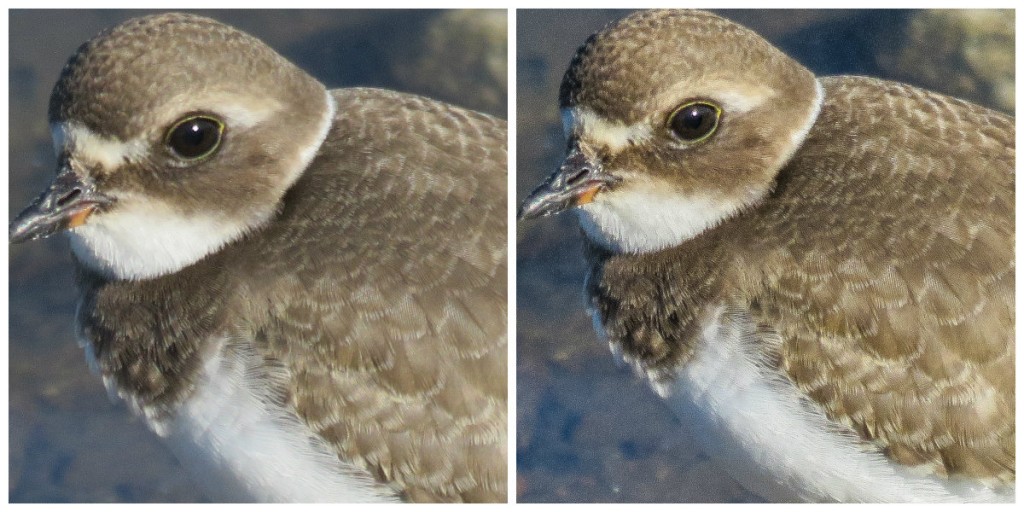 SX60HS, Unprocessed left, processed in Lightroom on right.