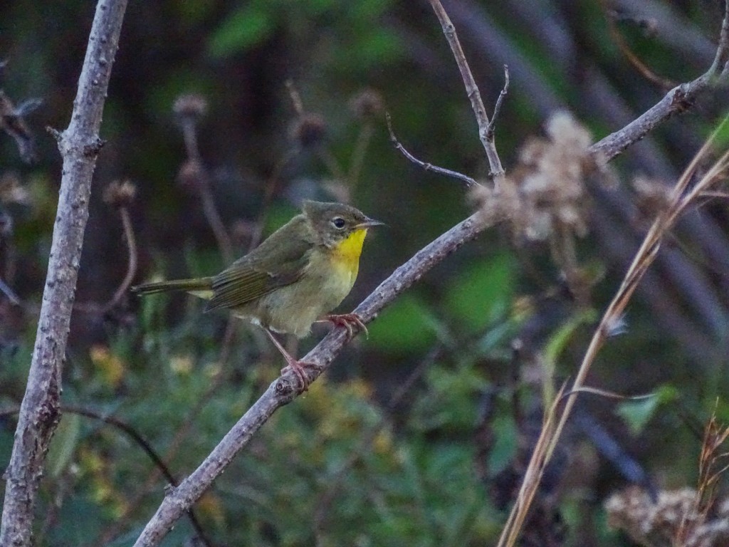 Common Yellow-throat, again underexposed at ISO 1600.