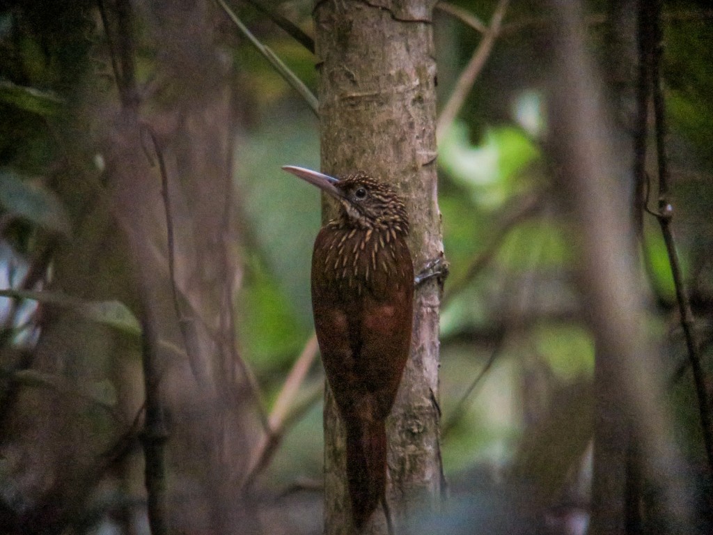 Ivory-billed Woodcreeper, digiscoped at ISO 3200.