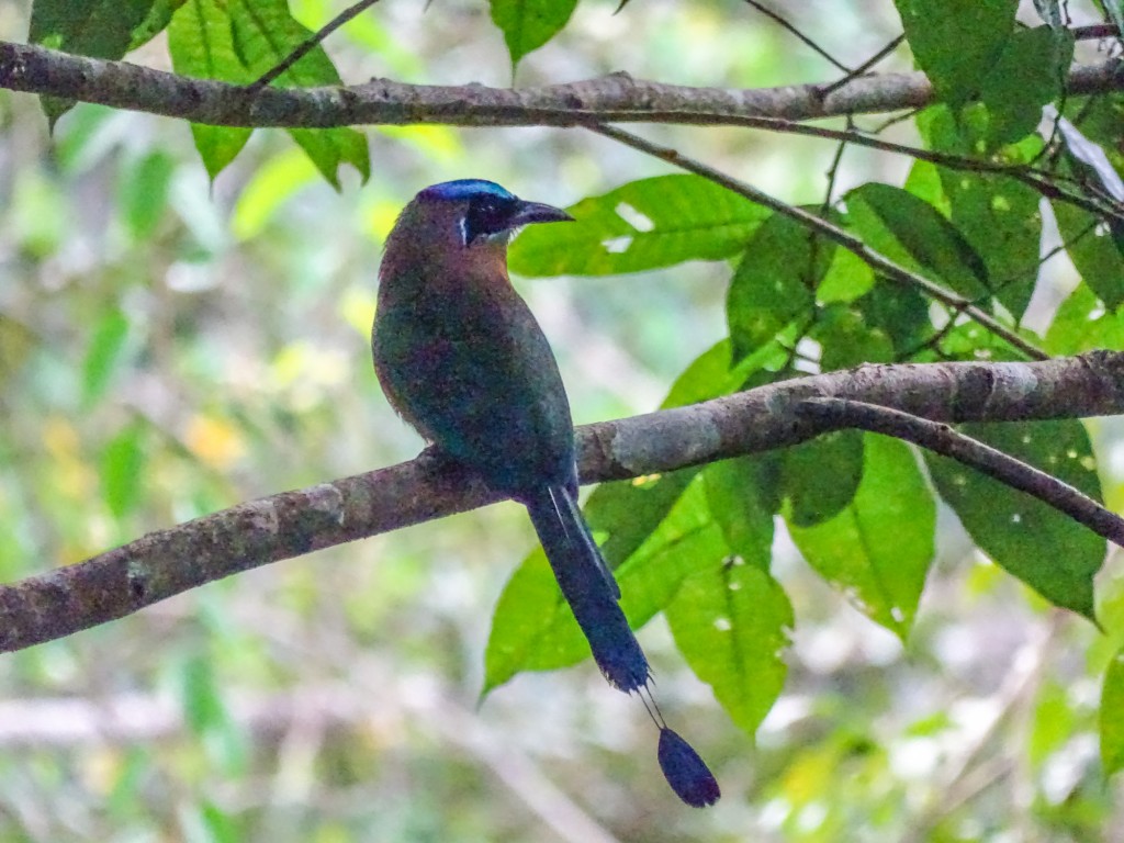 Blue-crowned Motmot. Sony HX400V. ISO 3200 @ 1/250th @ f6.3. Pushed to the limits