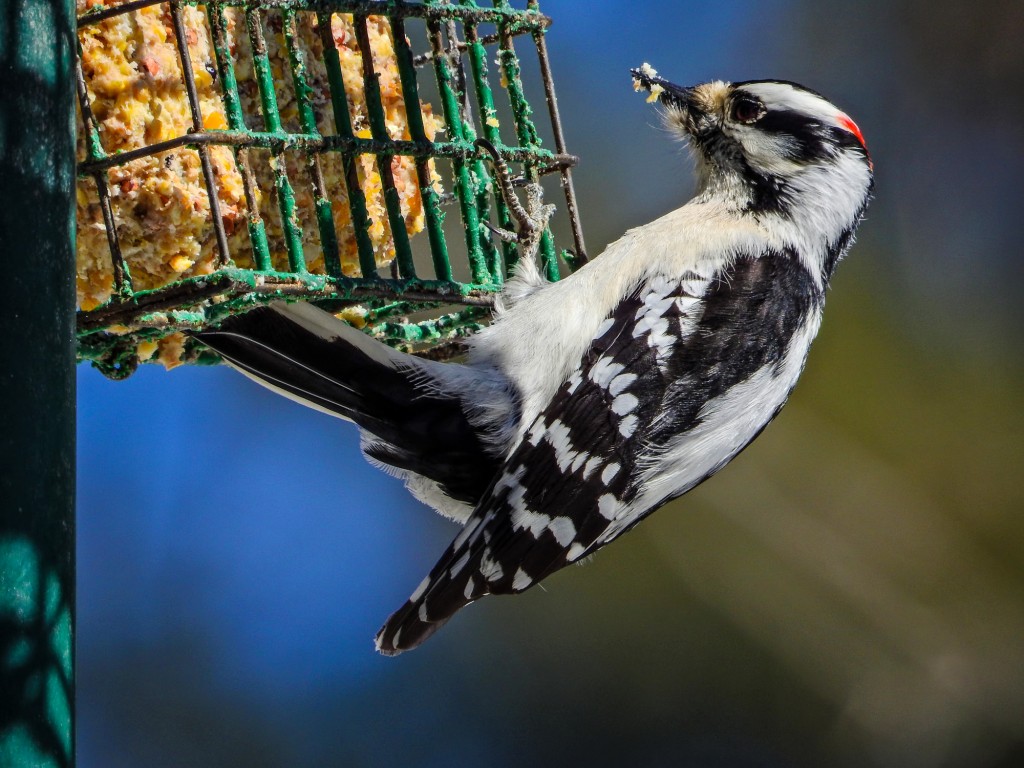 Hairy Woodpecker a the feeder. What the P900 is all about!