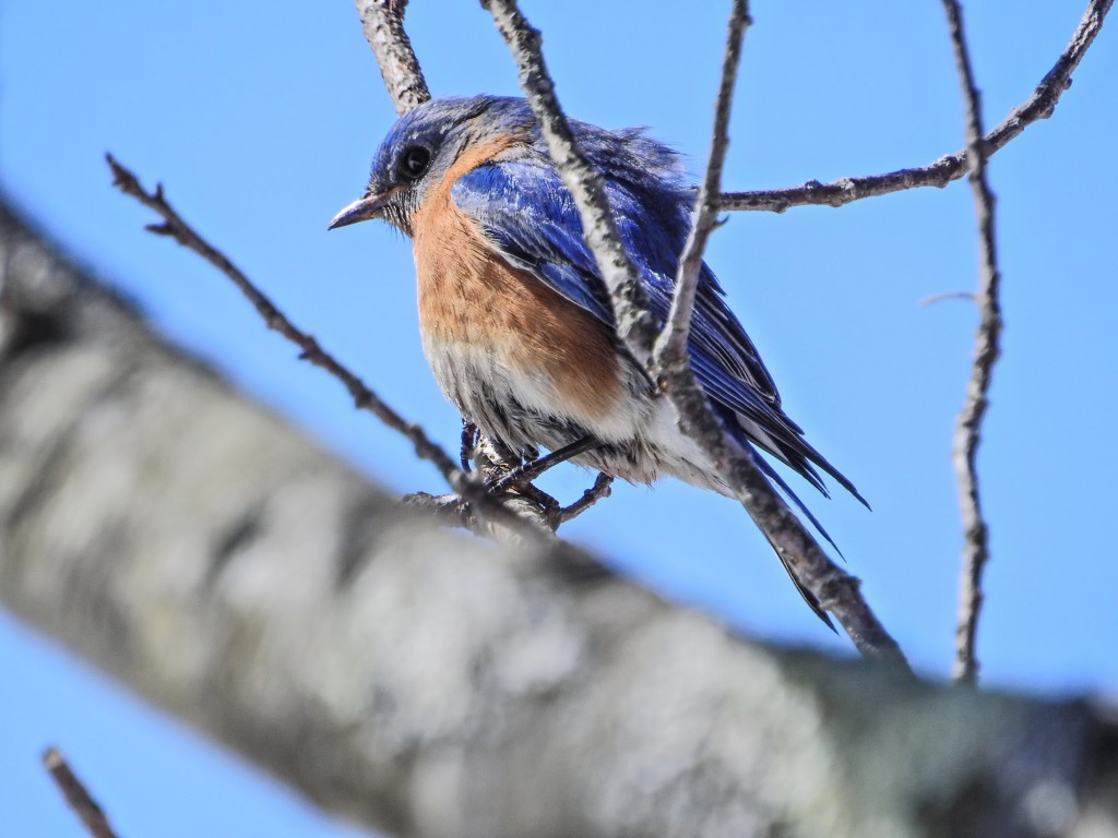 Eastern Bluebird. A difficult focus problem for many cameras.