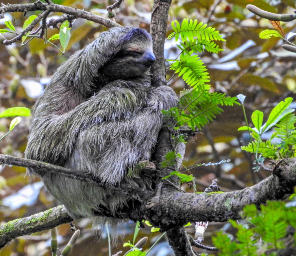 Green Acres Chocolate Farm, Bocas del Toro, Panama Point & Shoot
