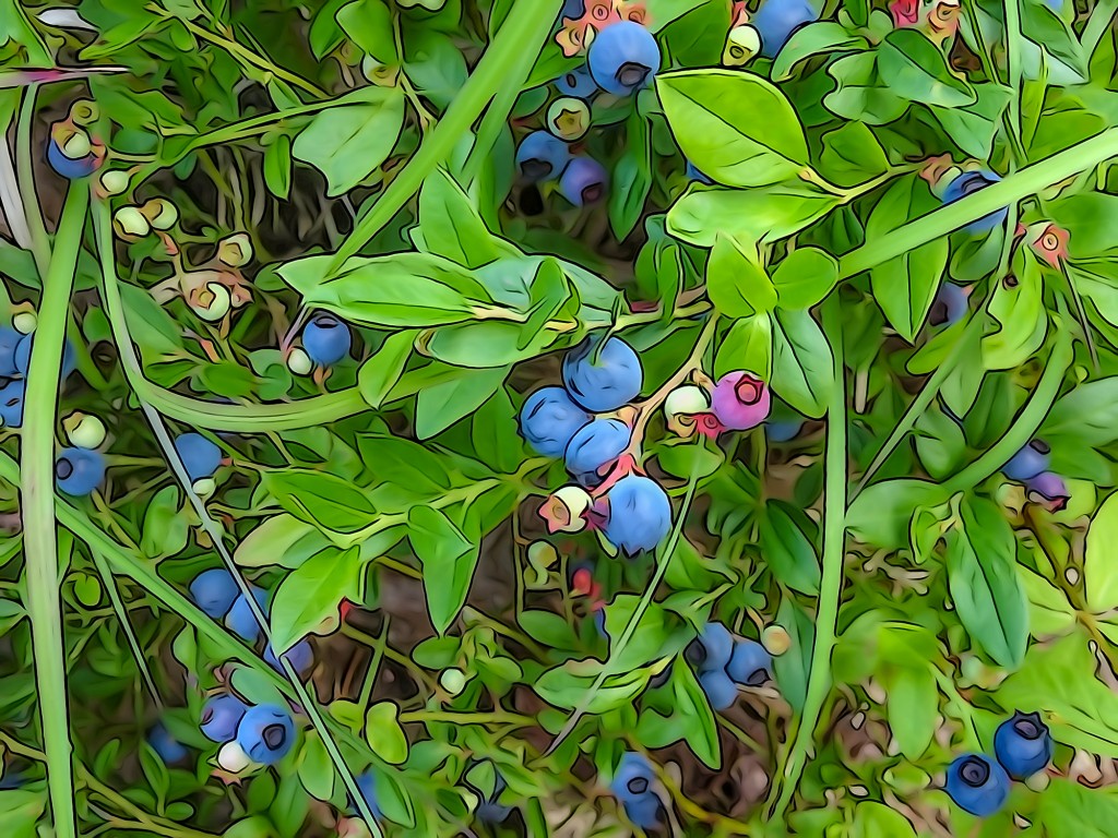 Illustration Picture Effect, Blueberries. 