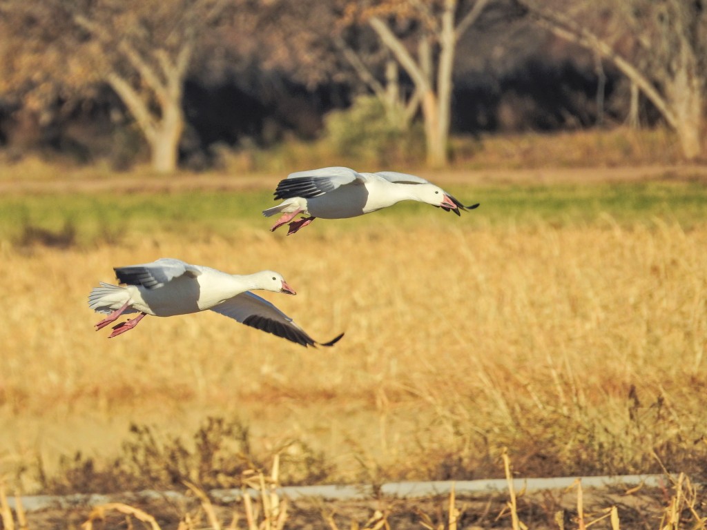 Another focus against a background example. Snow Geese. 