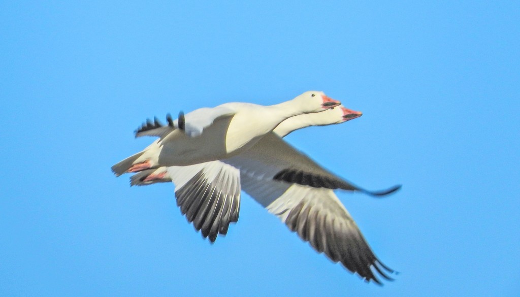 Snow Geese. Custom BIF mode. Nikon P900