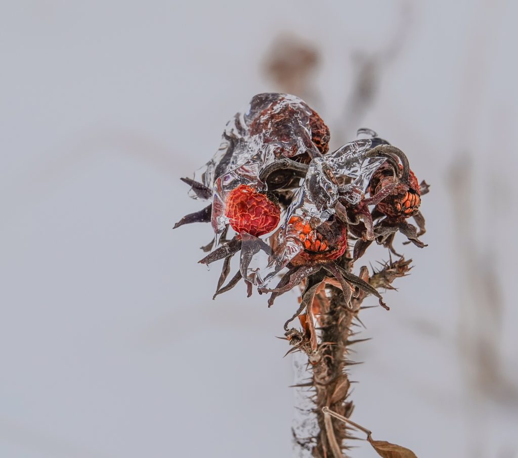 Sony RX10iv the world’s best Point & Shoot bridge camera! Point