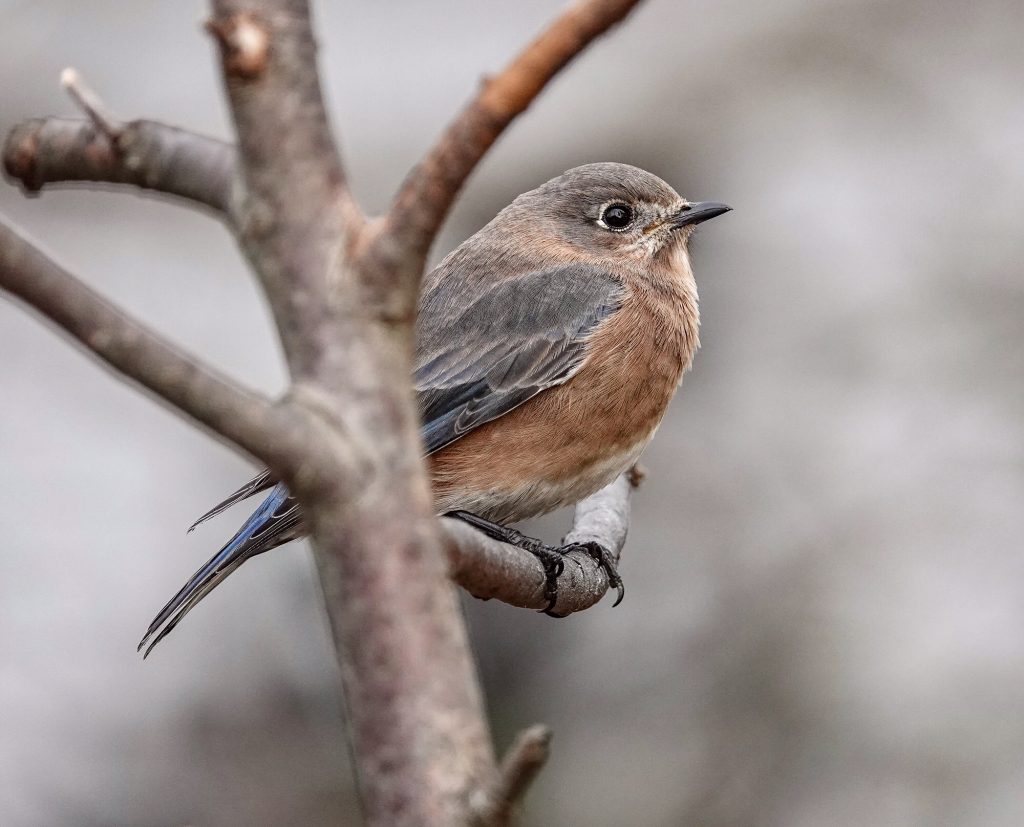 Sony RX10iv the world’s best Point & Shoot bridge camera! Point