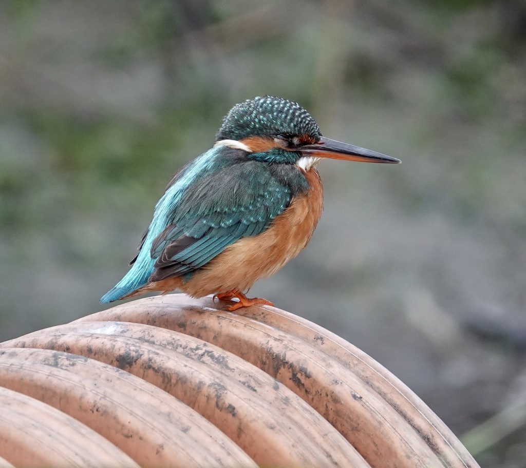 Sony RX10iv the world’s best Point & Shoot bridge camera! Point