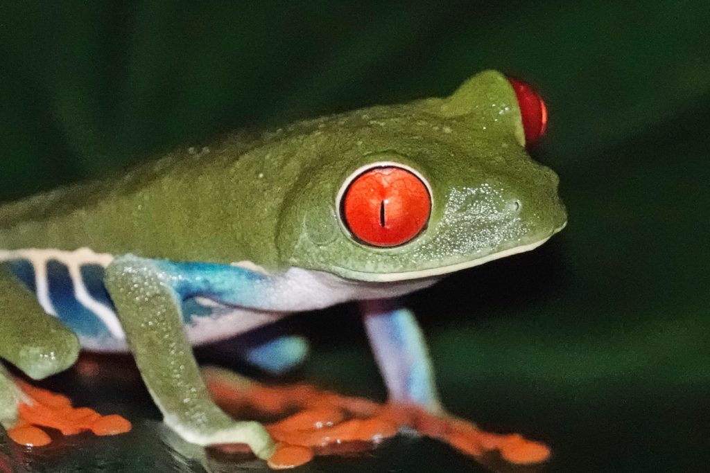 Night Photography with a light cube and the Sony Rx10iv Point & Shoot